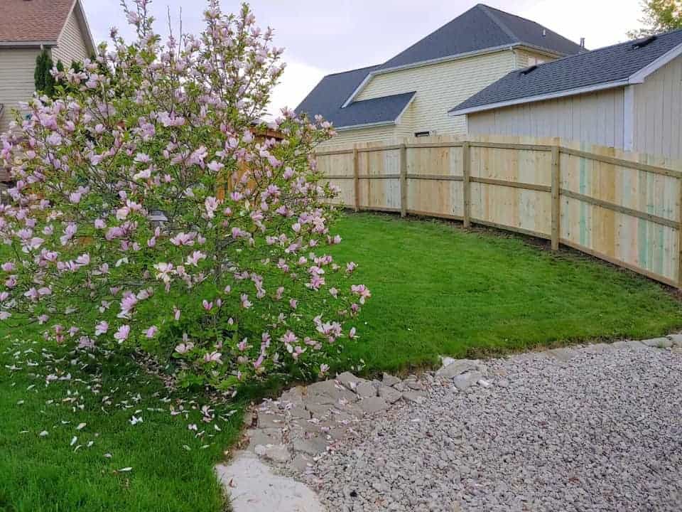Flowering tree by wooden fence in backyard.