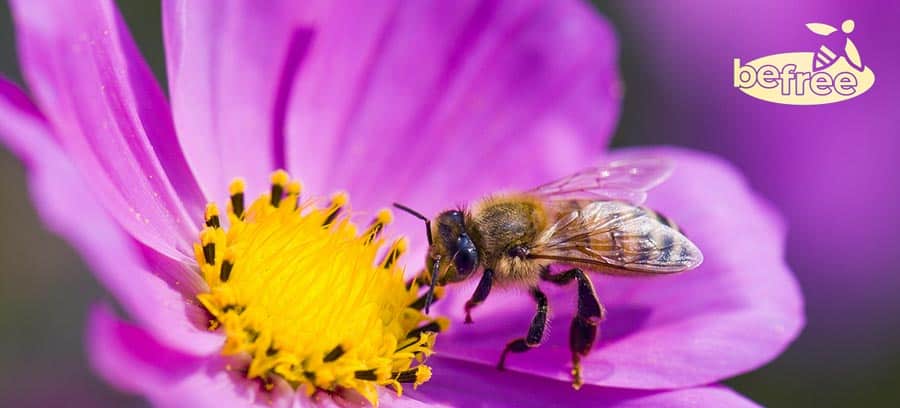 Bee on purple flower, befree logo.
